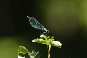 Projets éducatifs développement durable