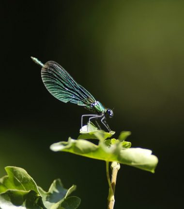 Projets éducatifs développement durable