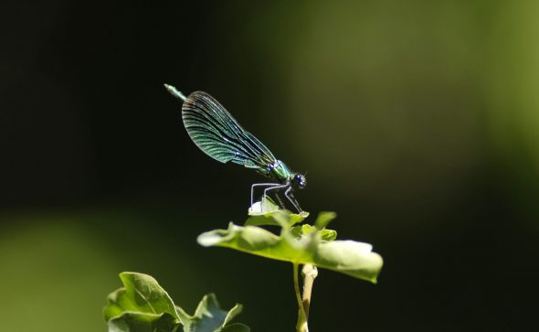 Projets éducatifs développement durable