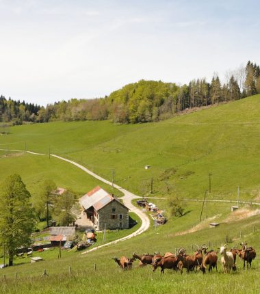 Agriculture et forêts