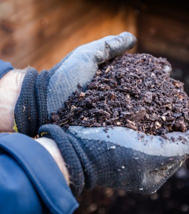 Compost et jardins