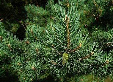 Où déposer son sapin de Noël?