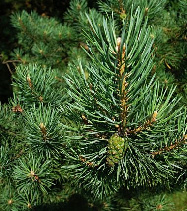 Collecte des sapins du 30/12 au 12/01