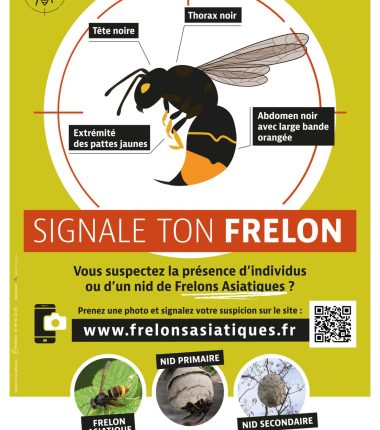 Luttons contre le frelon asiatique !