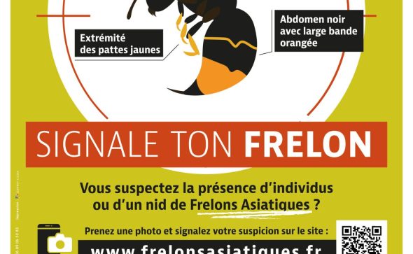 Luttons contre le frelon asiatique !