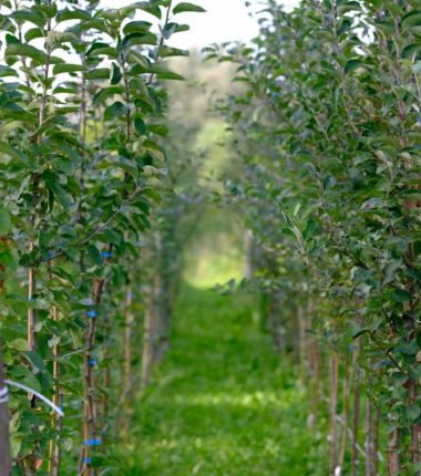 Portes ouvertes de la Pépinière Des Racines et des Fruits