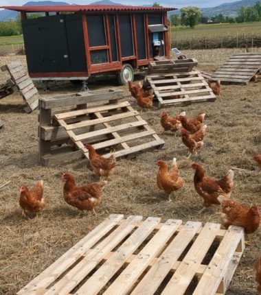 Ferme ouverte : rendez visite aux animaux  du verger de la Forêt Fruitière