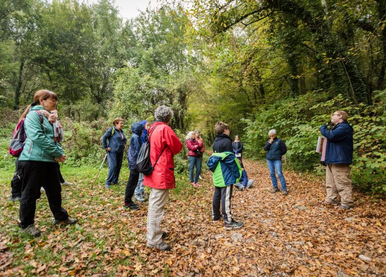 Balade : à la découverte de la forêt autour du lac de Paladru, d&rsquo;hier à aujourd&rsquo;hui